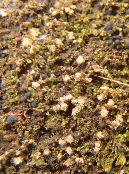 Micarea prasinella