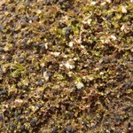 Micarea prasinella