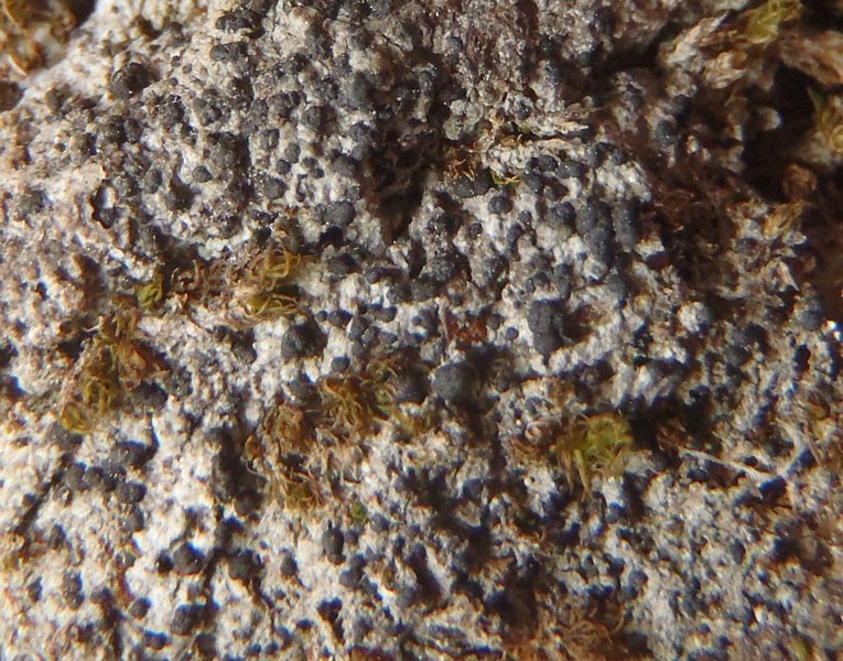 Micarea subalpina
