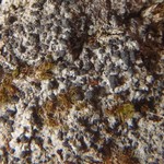 Micarea subalpina