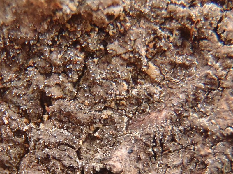Micarea synotheoides