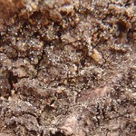 Micarea synotheoides