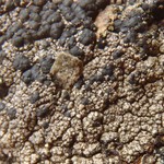 Micarea ternaria