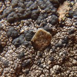 Micarea ternaria