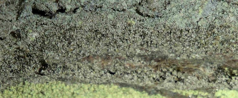 Microcalicium arenarium