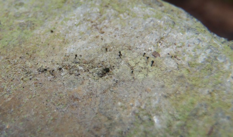 Microcalicium arenarium