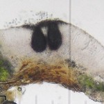 Minutoexcipula mariana
