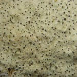 Minutoexcipula mariana