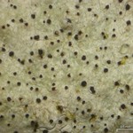 Minutoexcipula mariana