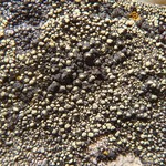 Miriquidica instrata
