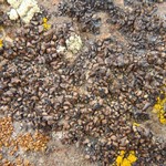 Miriquidica scotopholis