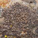 Miriquidica scotopholis
