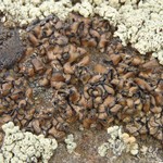 Miriquidica scotopholis