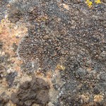 Miriquidica scotopholis