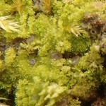 Mniaecia nivea