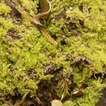 Mniaecia nivea