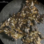 Montanelia disjuncta