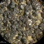Montanelia disjuncta