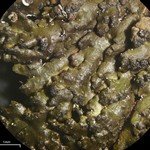 Montanelia disjuncta