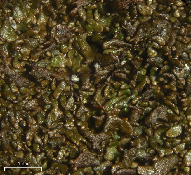 Montanelia panniformis