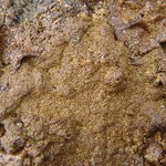 Montanelia panniformis