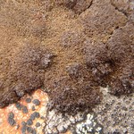Montanelia panniformis