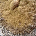 Montanelia panniformis