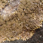 Montanelia panniformis