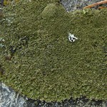 Montanelia panniformis