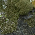 Montanelia panniformis