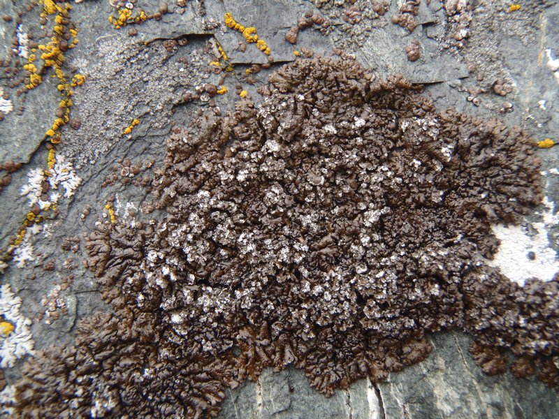 Montanelia sorediata