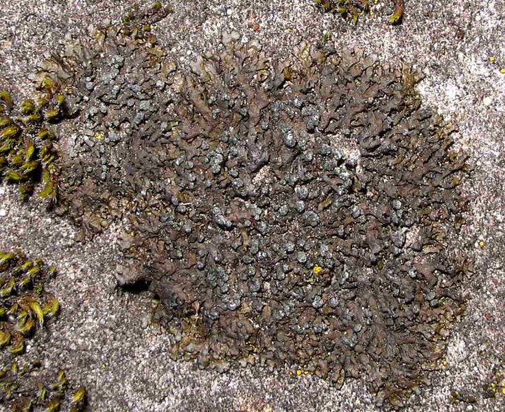 Montanelia sorediata