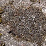 Montanelia sorediata