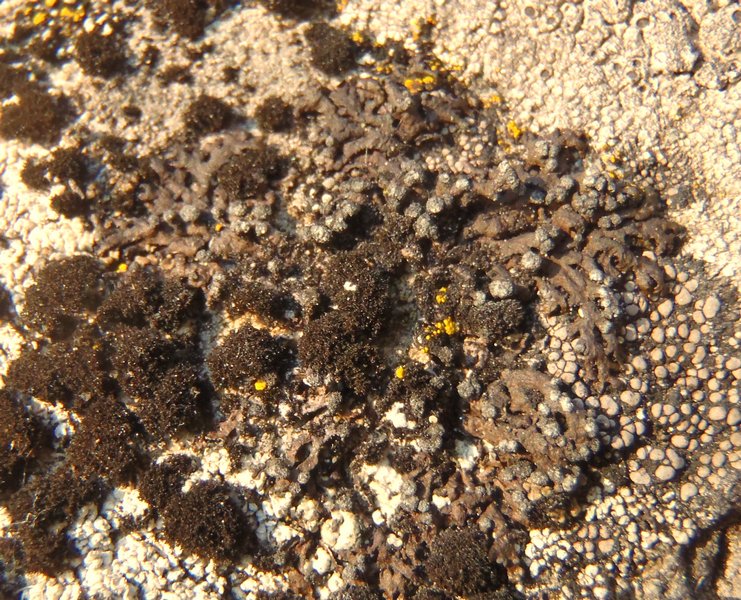 Montanelia sorediata