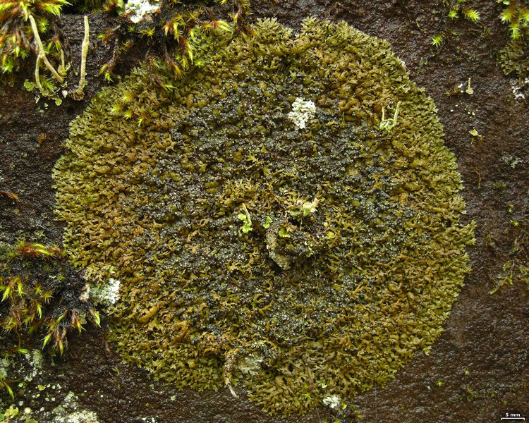Montanelia sorediata