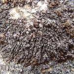 Montanelia sorediata