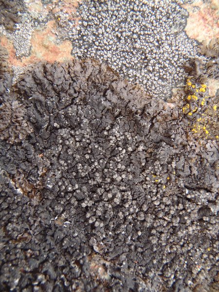 Montanelia sorediata