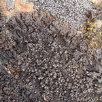 Montanelia sorediata