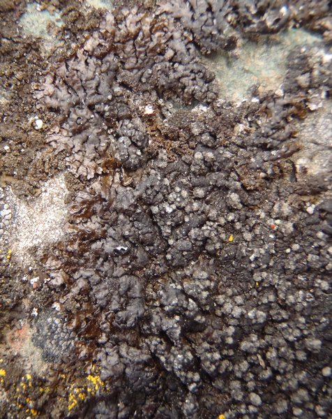 Montanelia sorediata