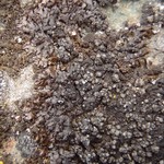 Montanelia sorediata