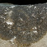 Montanelia tominii