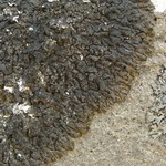 Montanelia tominii