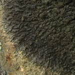Montanelia tominii
