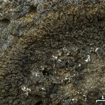 Montanelia tominii