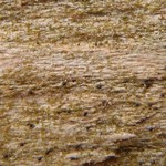 Moriola pseudomyces