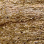 Moriola pseudomyces