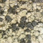 Muellerella erratica