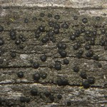Muellerella lichenicola