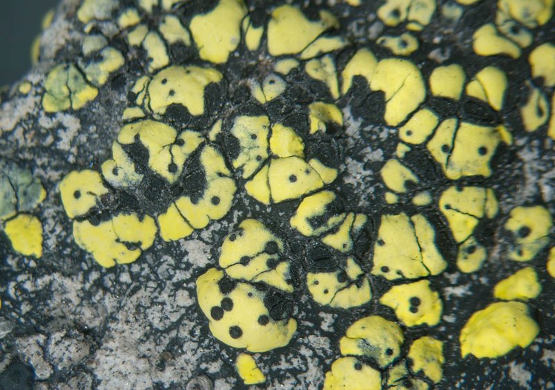 Muellerella pygmaea