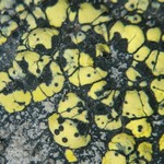 Muellerella pygmaea